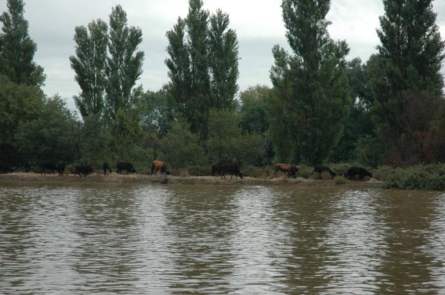 Les taureaux de la Clapière (sept.2005)